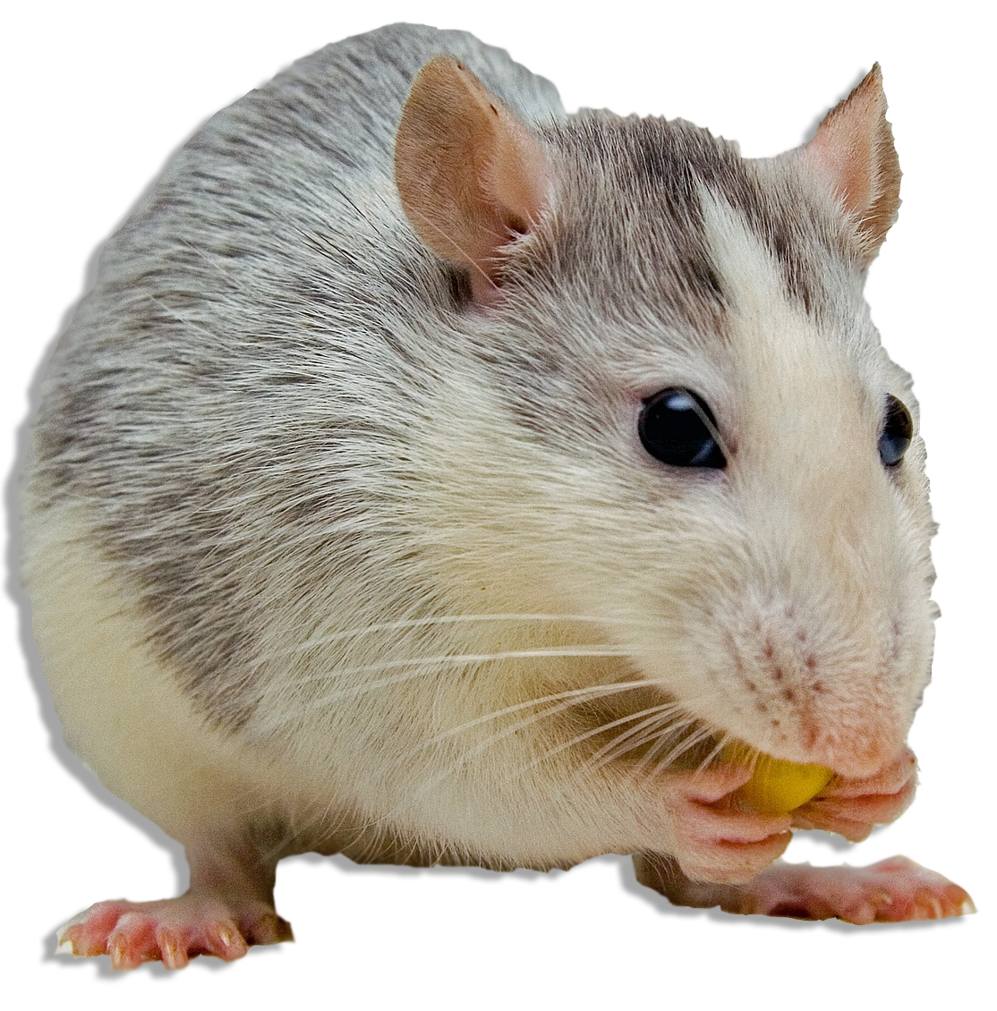 10 Easy Rodent Tips For Homeowners| Johnny B’s Pest Control