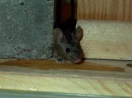 Keep Your Home Rodent Free This Winter