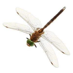 advancements dragonflies sexual avoid dead female play just male