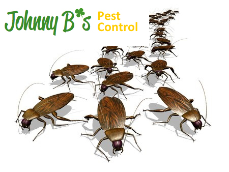 Why Are Insects So Small? | Johnny B’s Pest Control