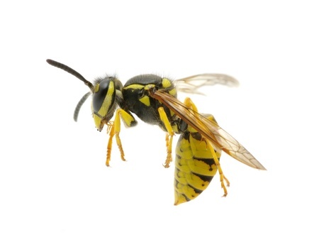 These Invasive Yellow Jackets Like To Nest Indoors