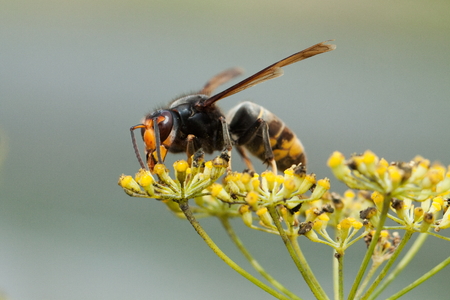 Asian Hornet Populations Are Growing While Honey Bee Populations Are Decreasing