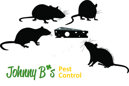 Boston #2 for Rats in US | Johnny B’s Pest Control