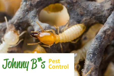 Termites Have Strong Immune Systems