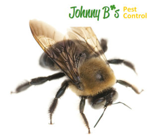 South Boston Pest Control