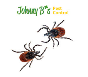 South Boston Tick Removal
