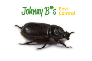 South Boston Pest Control